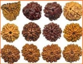 Different Types of Rudraksha Beads and their benefits
